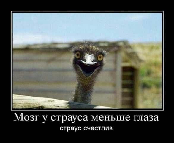 Мозг у страуса меньше глаза страус СЧЗСТПИВ