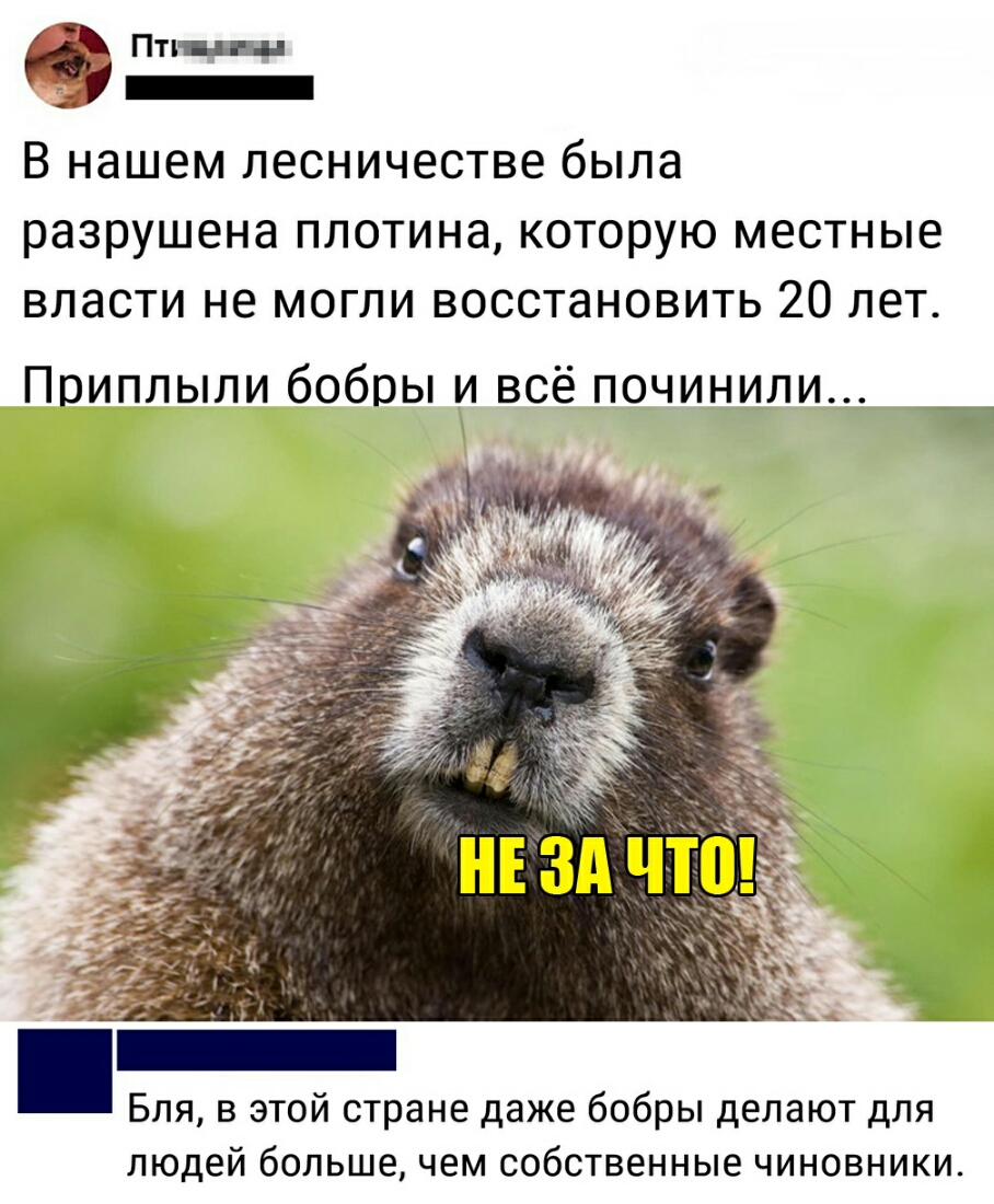 Пти иш _ В нашем лесничестве была разрушена плотина которую местные власти не могли восстановить 20 лет Приплыли бобры и всё починили Бля в этой стране даже бобры делают для людей большечем собственные чиновники