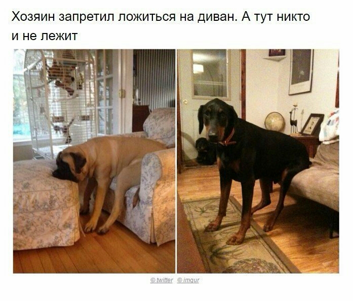 ХОЗЯИН запретил ПОЖИТЬСЯ на диван А ТУТ НИКТО И не лежит