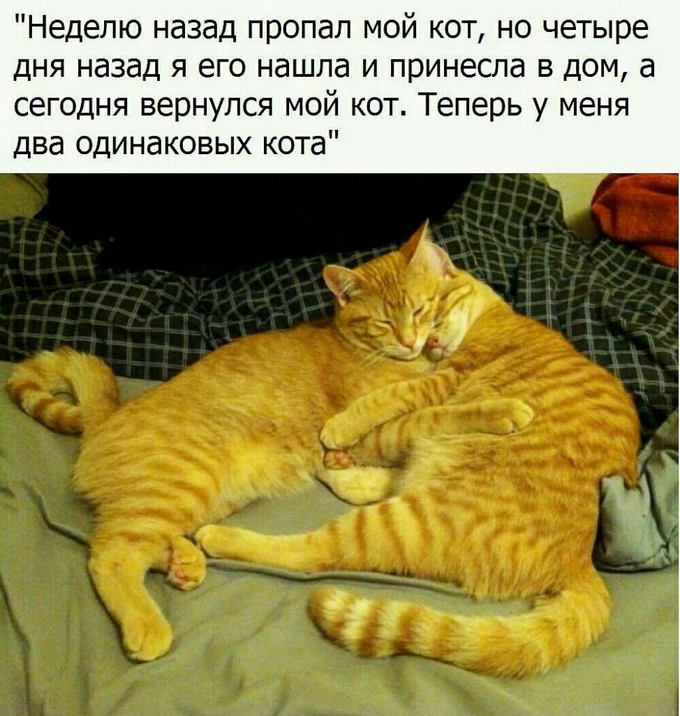 Неделю назад пропал мой кот но четыре дня назад я его нашла и принесла в дом а сегодня вернулся мой кот Теперь у меня два одинаковых кота