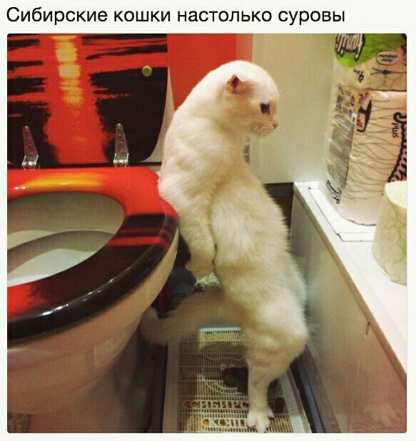 Сибирские кошки настолько суровы