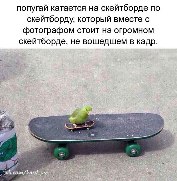 попугай катается на скейтборде по скейтборду который вместе с фотографом стоит на огромном скейтборде не вошедшем в кадр