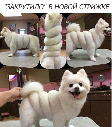 ЗАКРУТИЛО В НОВОЙ СТРИЖКЕ
