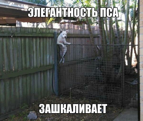 ЗАШШШИВАЕТ