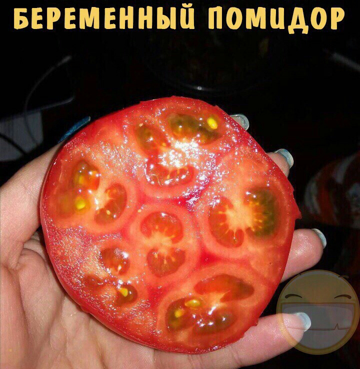 БЕРЕМЕННЫЙ ПОМЦАОР