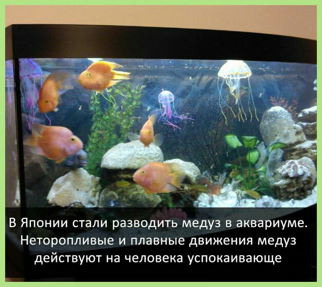 В Японии стали разводить медуз в аквариуме Неторопливые и плавные движения медуз действуют на человека успокаивающе