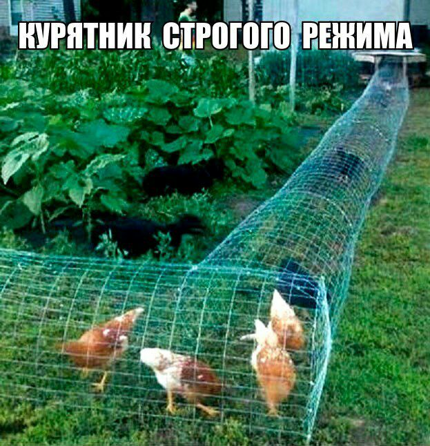 БПШИШ дююю ВЕШИМд