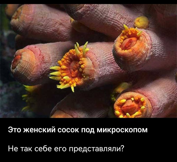 Это женский сосок под микроскопом
Не так себе его представляли?