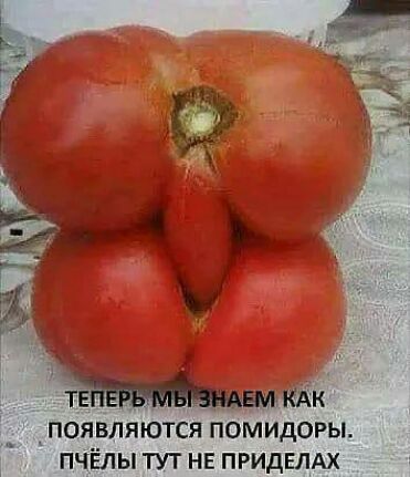 _ появляются помидоры пчёлы тут нв ПРИДЕЛАХ