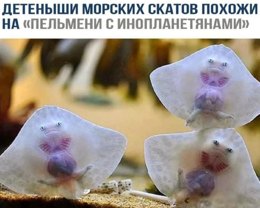 ДЕТЕНЫШИ МОРСКИХ СКАТОВ ПОХОЖИ НА «ПЕЛЬМЕНИ С ИНОПЛАНЕТЯНАМИ»