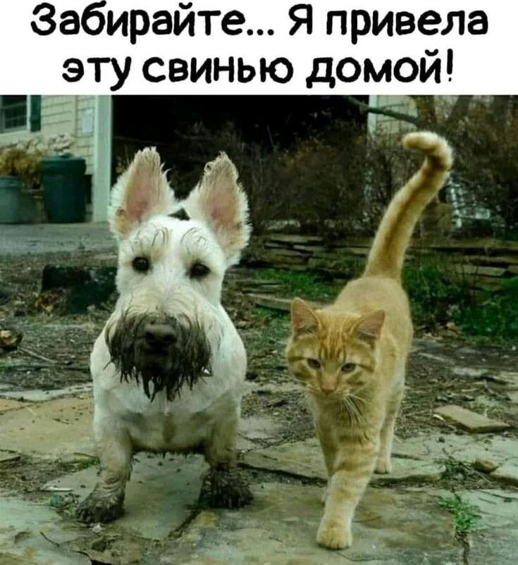 Забирайте... Я привела эту свинью домой!