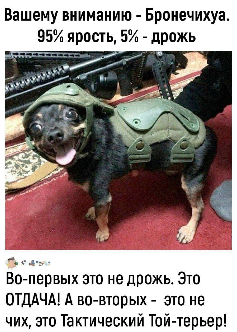 Вашему вниманию - Бронечихуа. 95% ярость, 5% - дрожь
Во-первых это не дрожь. Это ОТДАча! А во-вторых - это не чих, это Тактический Той-терьер!