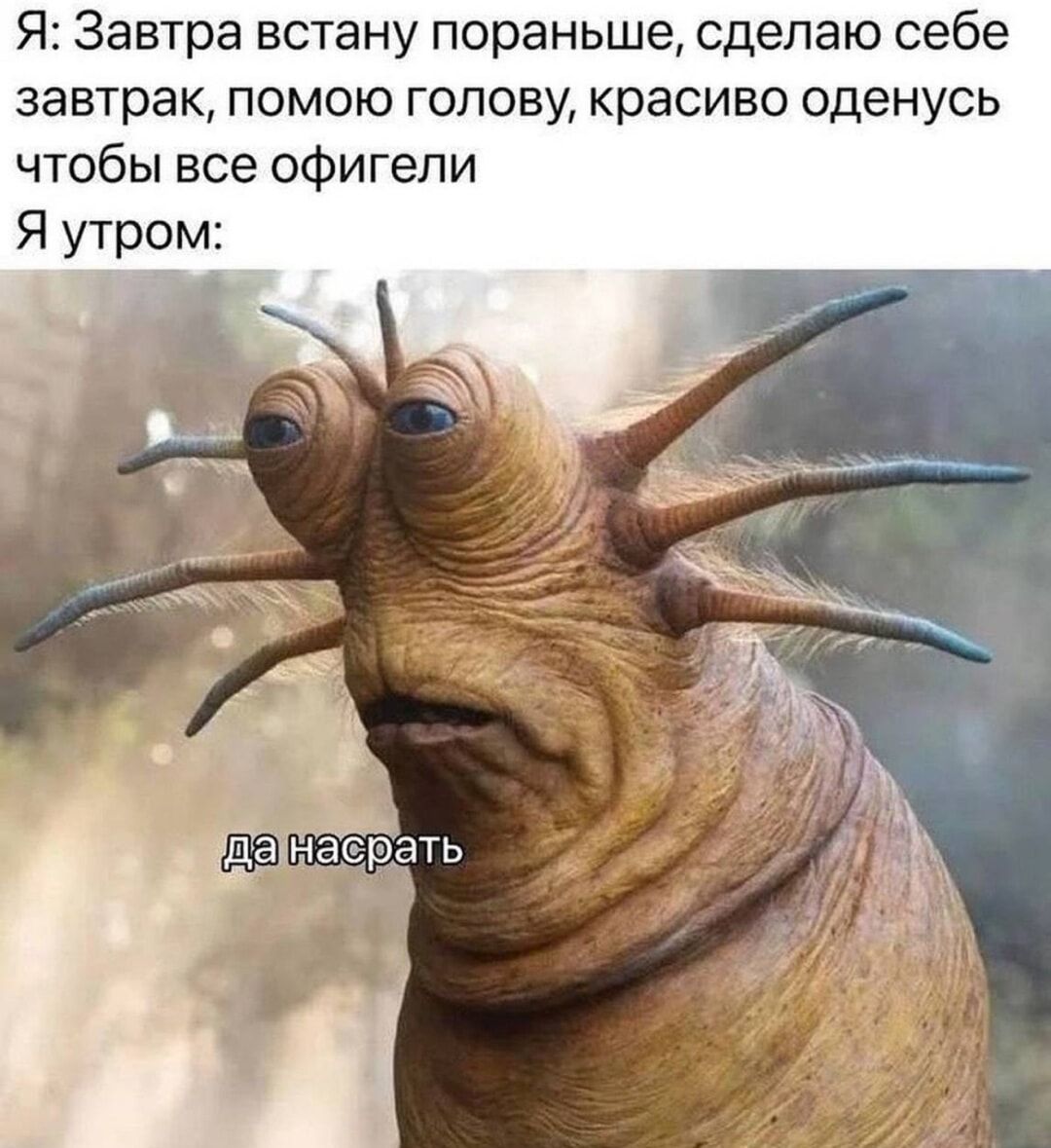 Я: Завтра встану пораньше, сделаю себе завтрак, помогу голову, красиво оденусь чтобы все офигели
Я утром: да насрать
