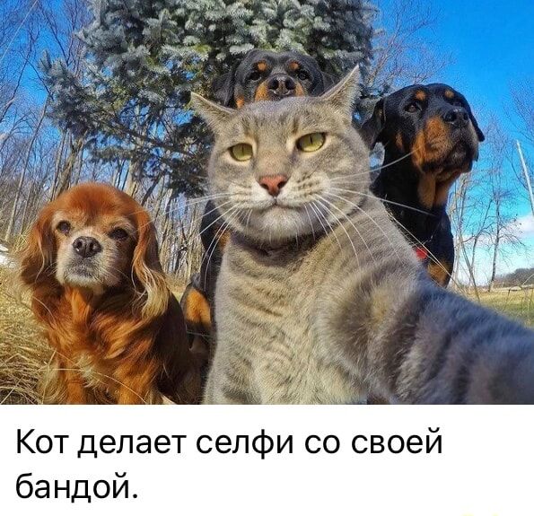 Кот делает селфи со своей бандой.