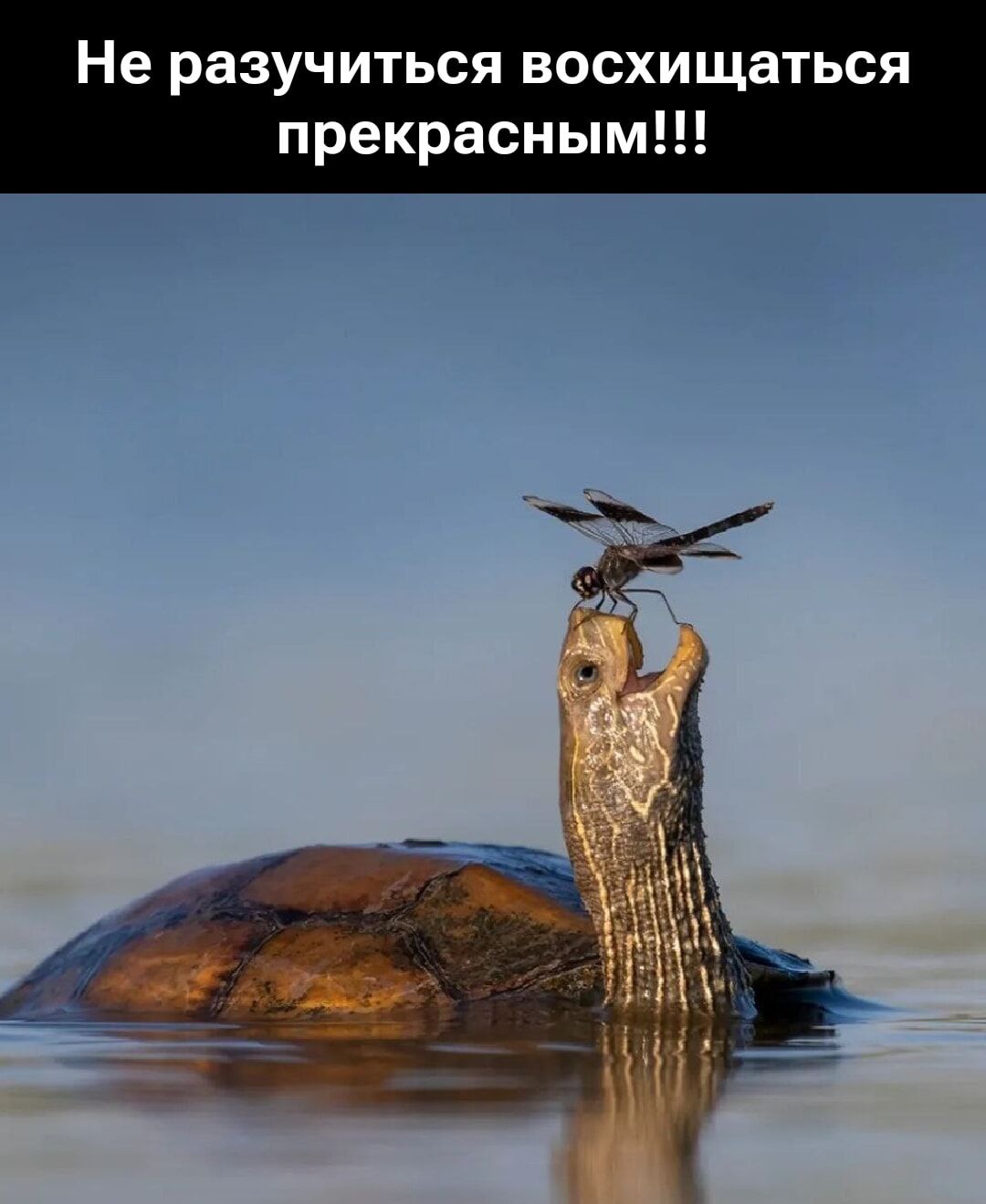 Не разучиться восхищаться прекрасным!!!