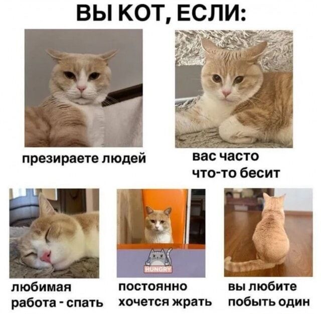 ВЫ КОТ, ЕСЛИ:
 презираете людей
 вас часто что-то бесит
 любимая работа - спать
 постоянно хочется жрать
 вы любите побыть один