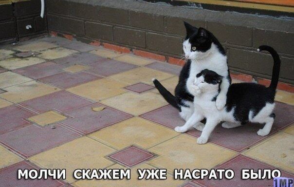 МОЛЧИ СКАЖЕМ УЖЕ НАСРАТО БЫЛО