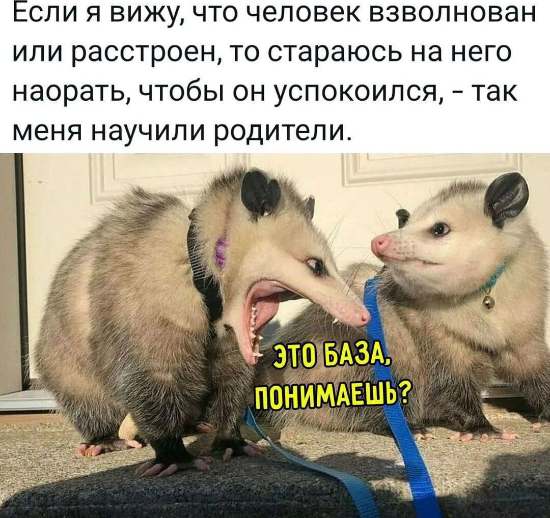 Если я вижу, что человек взволнован или расстроен, то стараюсь на него наоратаь, чтобы он успокоился, - так меня научили родители. ЭТО БАЗА, ПОНИМАЕШЬ?