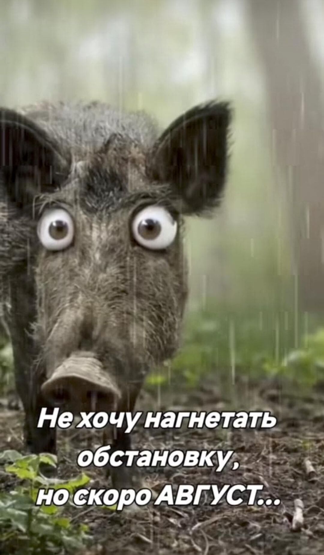 Не хочу нагнетать обстановку, но скоро АВГУСТ...