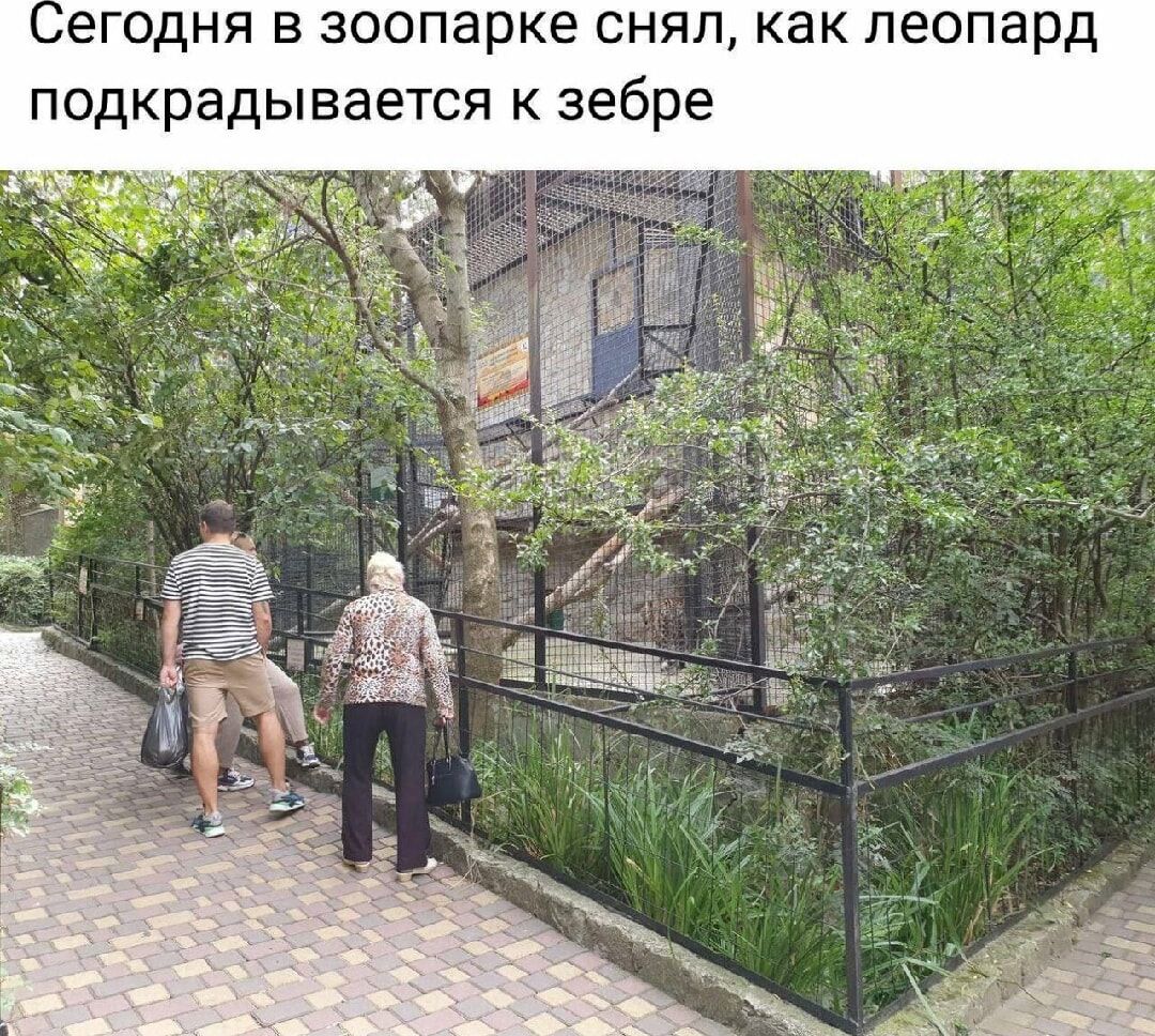 Сегодня в зоопарке снял, как леопард подкрадывается к зебре