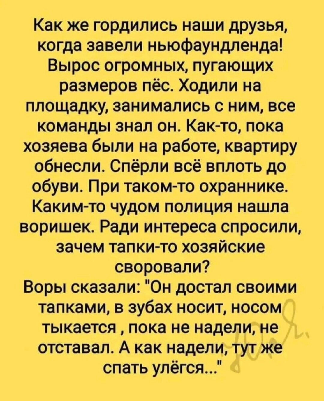 Как же гордились наши друзья, когда завели ньюфаундленда! Вырос огромных, пугающих размеров пёс. Ходили на площадку, занимались с ним, все команды знал он. Как-то, пока хозяева были на работе, квартиру обнесли. Спёрли всё вплоть до обуви. При таком-то охраннике. Каким-то чудом полиция нашла воровишек. Ради интереса спросили, зачем тапки-то хозяйские своровали? Воры сказали: 