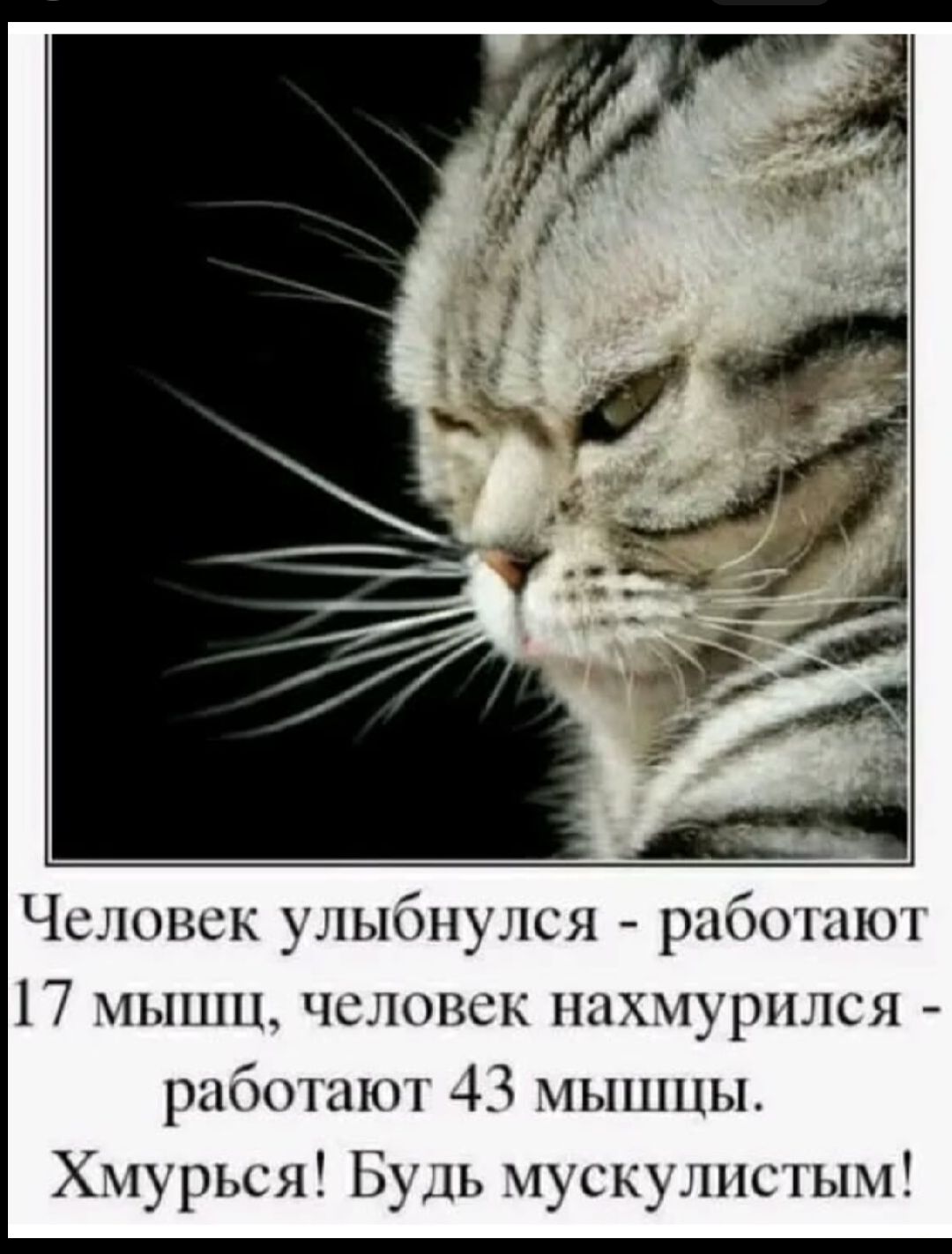 Человек улыбнулся - работают 17 мышц, человек нахмурился - работают 43 мышцы. Хмурься! Будь мускулистым!
