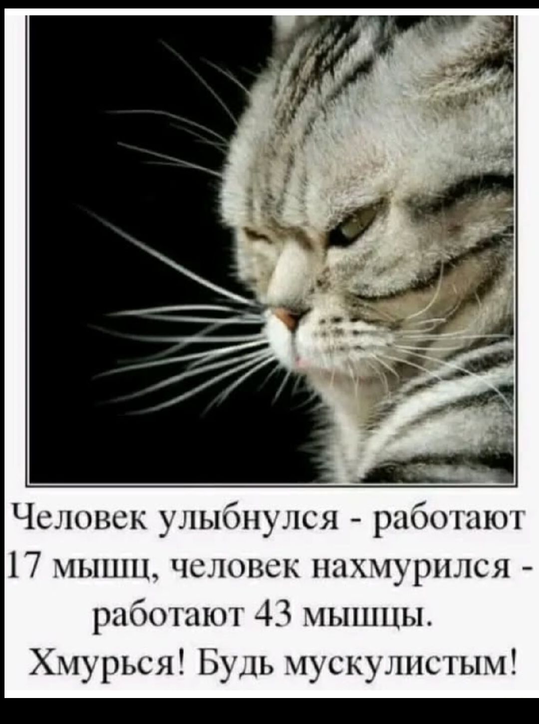 Человек улыбнулся - работают 17 мышщ, человек нахмурился - работают 43 мышцы. Хмурься! Будь мускулистым!