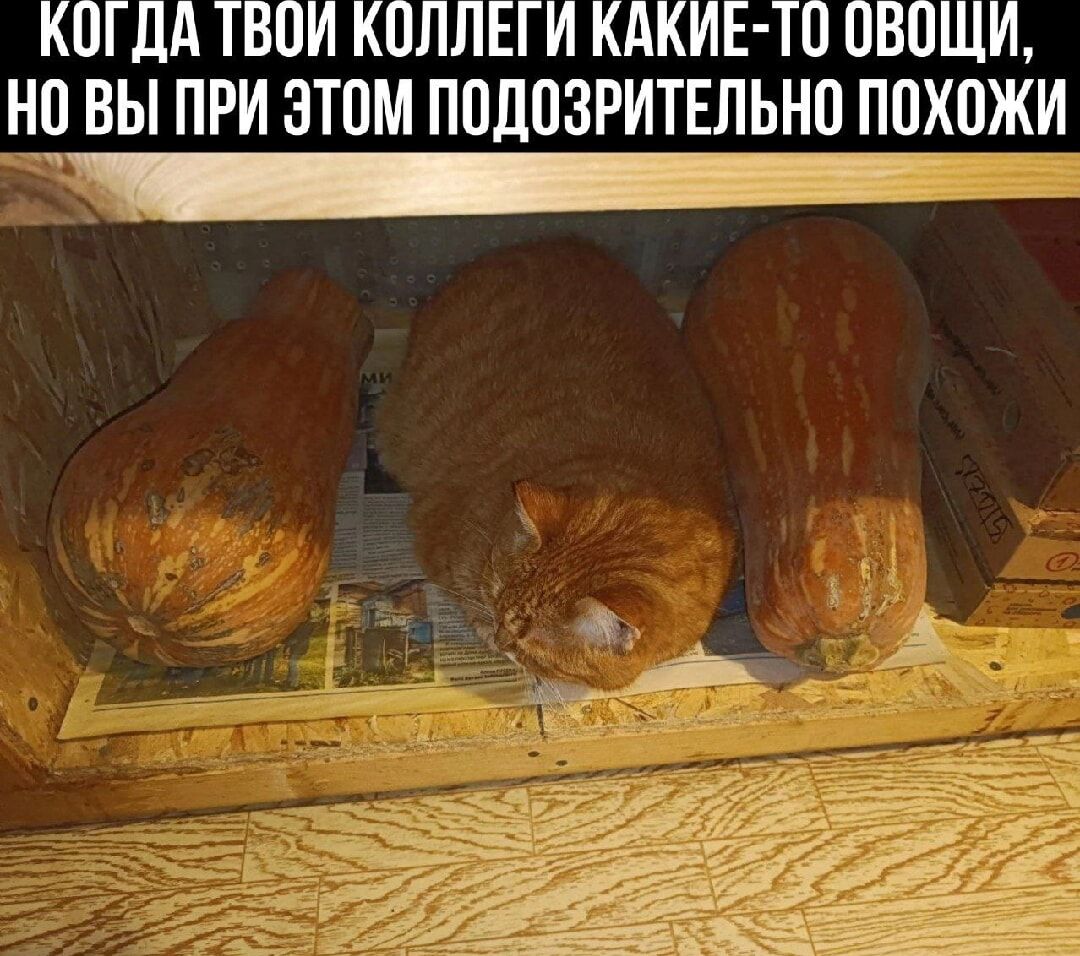 КОГДА ТВОИ КОЛЛЕГИ КАКИЕ-ТО ОВОЩИ, НО ВЫ ПРИ ЭТОМ ПОДОЗРИТЕЛЬНО ПОХОЖИ