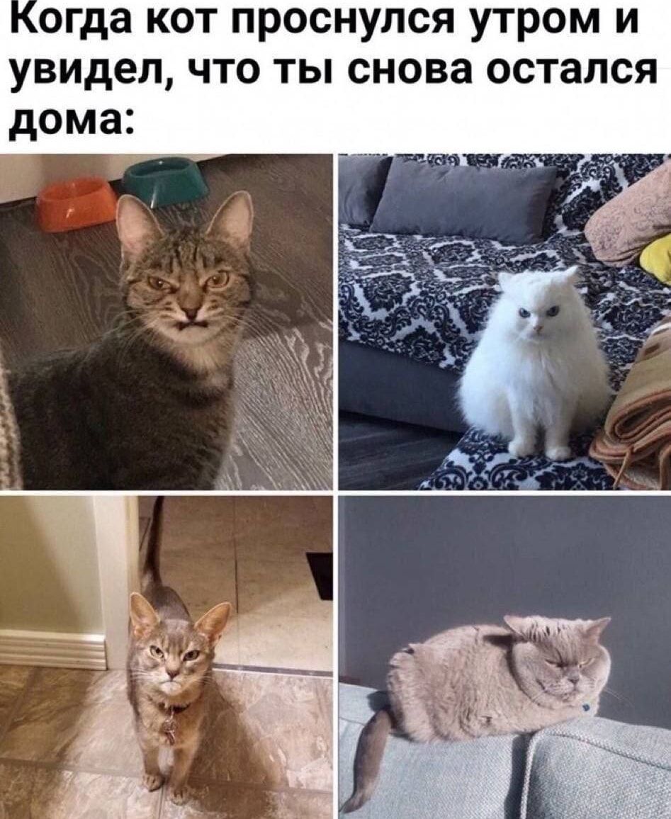 Когда кот проснулся утром и увидел, что ты снова остался дома: