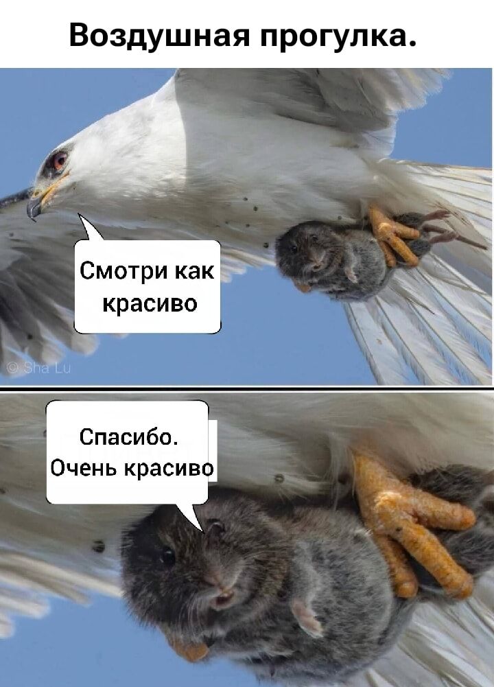 Воздушная прогулка.
Смотри как красиво
Спасибо. Очень красиво
