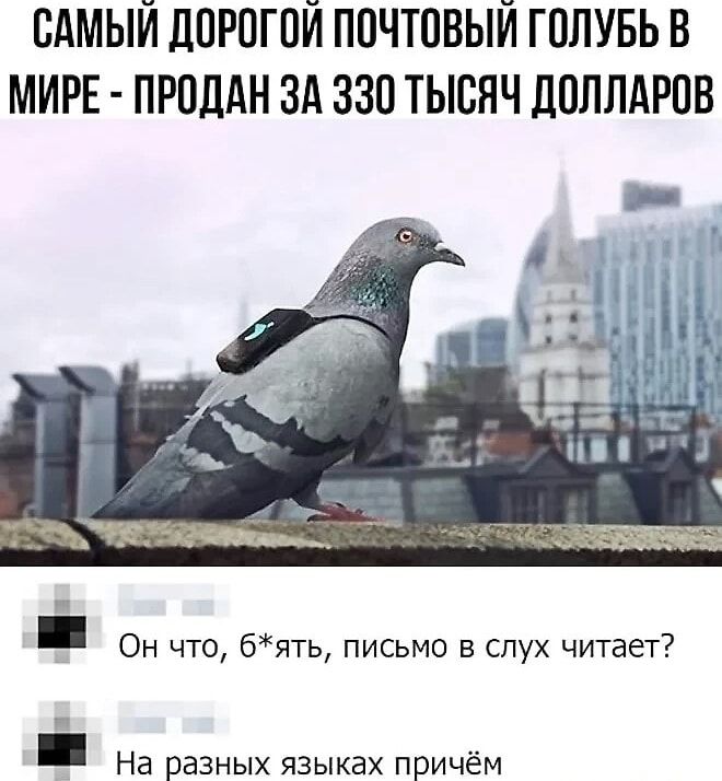 САМЫЙ ДОРОГОЙ ПОЧТОВЫЙ ГОЛУБ В МИРЕ - ПРОДАН ЗА 330 ТЫСЯЧ ДОЛЛАРОВ
Он что, б*ять, письмо в слух читает?
На разных языках причём