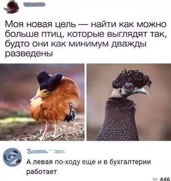 Моя новая цель — найти как можно больше птиц, которые выглядят так, будто они как минимум дважды разведен. А левая по ходу еще и в бухгалтерии работает.