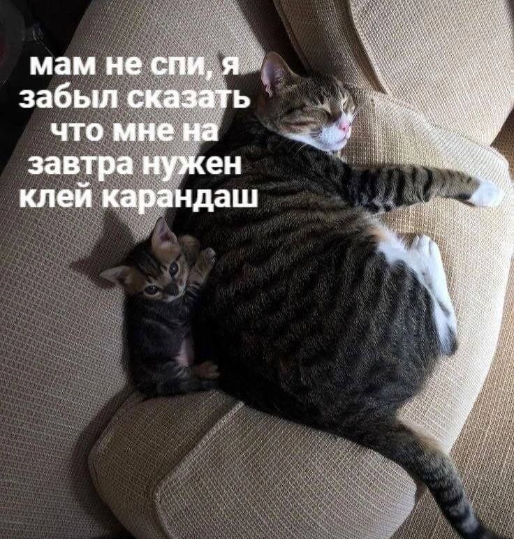 мам не спи, я забыл сказать что мне на завтра нужен клей карандаш