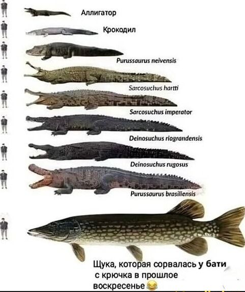 Алигатор
Крокодил
Purussaurus neivensis
Sarcophagus hartti
Sarcophagus imperator
Deinosuchus riograndensis
Deinosuchus rugosus
Purussaurus brasiliensis
Щука, которая сорвалась у бати с крючка в прошлое воскресенье