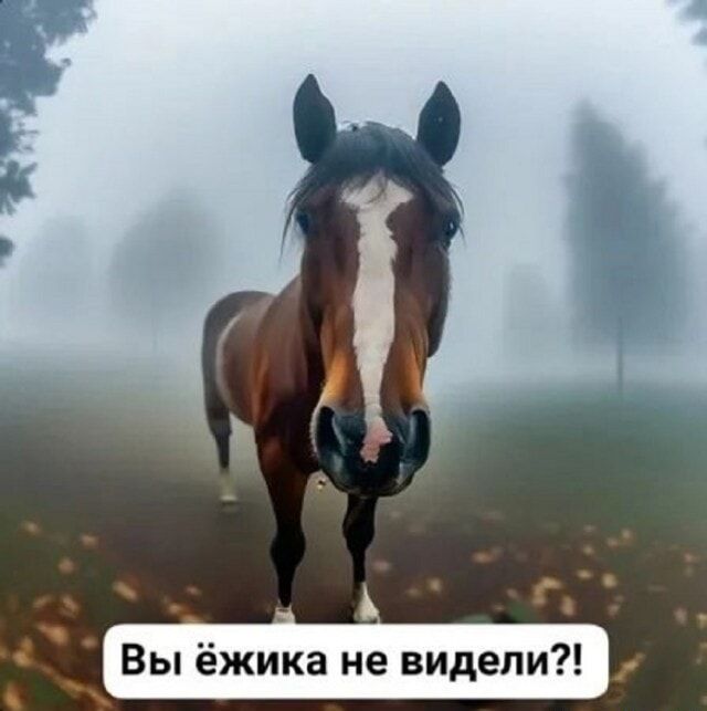 Вы ёжика не видели?!