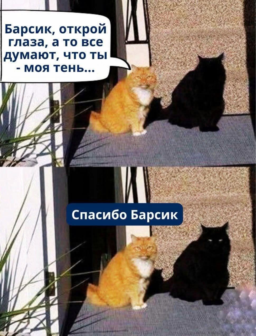 Барсик, открой глаза, а то все думают, что ты - моя тень...
Спасибо Барсик