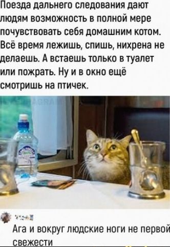 Поезда дальнего следования дают людям возможность в полной мере почувствовать себя домашним котом. Всё время лежишь, спишь, нихрена не делаешь. А встаешь только в туалет или пожрать. Ну и в окно ещё смотришь на птичек.
Ага и вокруг людские ноги не первой свежести.