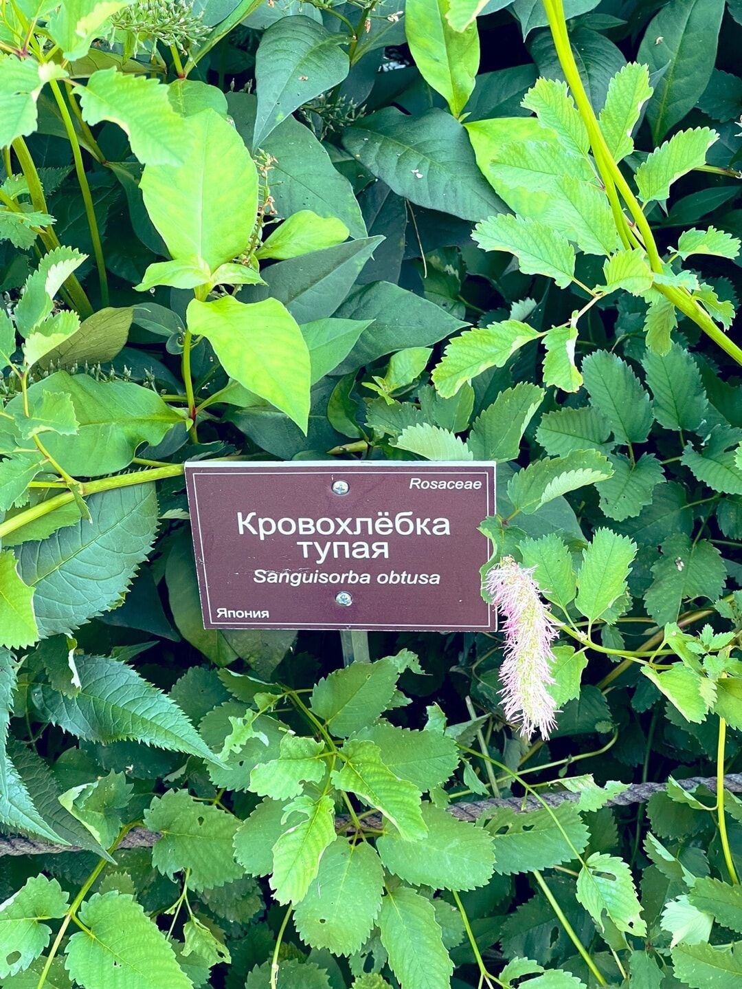 Кровохлёбка тупая
Sanguisorba obtusa
Rosaceae
Япония