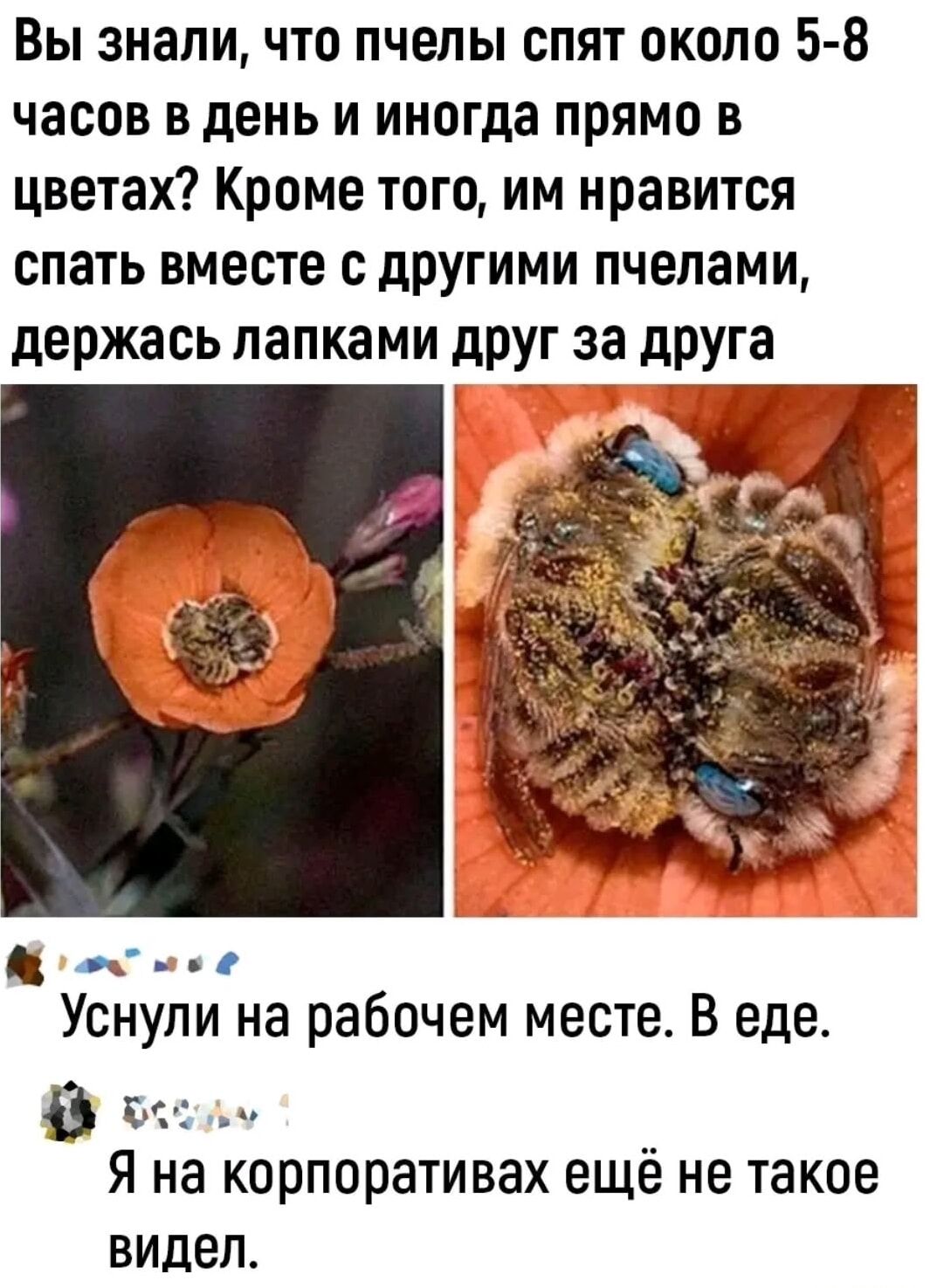 Вы знали, что пчёлы спят около 5-8 часов в день и иногда прямо в цветах? Кроме того, им нравится спать вместе с другими пчёлами, держась лапками друг за друга.

Уснули на рабочем месте. В еде.
Я на корпоративах ещё не такое видел.