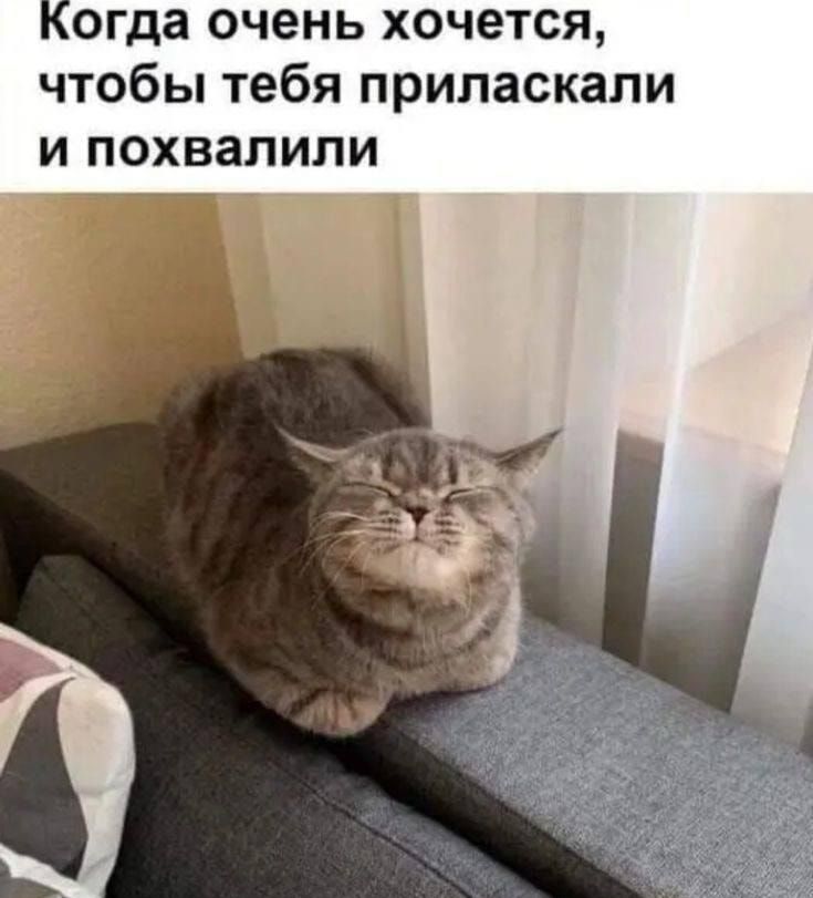 Когда очень хочется, чтобы тебя приласкали и похвалили
