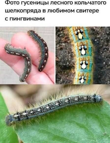 Фото гусеницы лесного кольчатого шелкопряда в любимом свитере с пингвинами