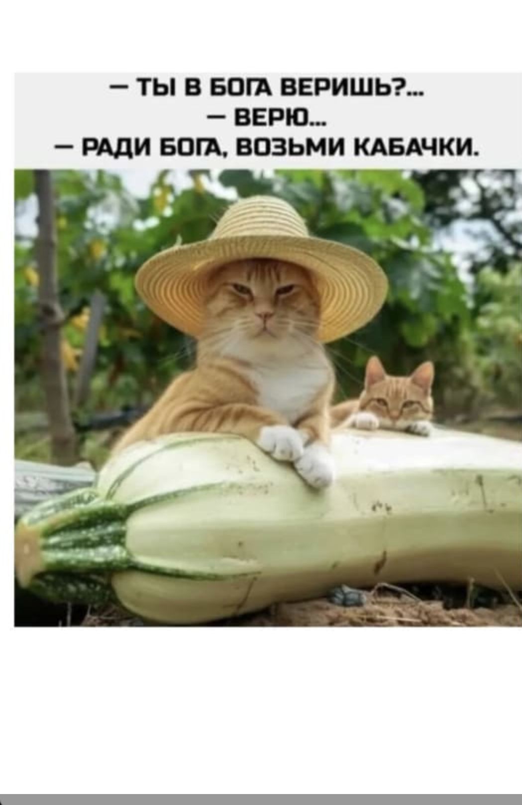— Ты в бога веришь?... — Верю... — Ради бога, возьми кабачки.
