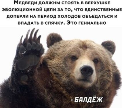 Медведи должны стоять в верхушке эволюционной цепи за то, что единственные доперли на период холодов обедаться и впадать в спячку. Это гениально

- БАЛДЕЖ
