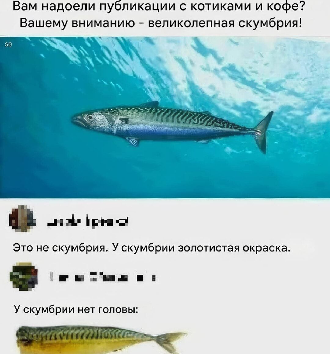 Вам надоели публикации с котиками и кофе? Вашему вниманию - великолепная скумбрия!

Это не скубрия. У скумбрии золотистая окраска.

У скумбрии нет головы!