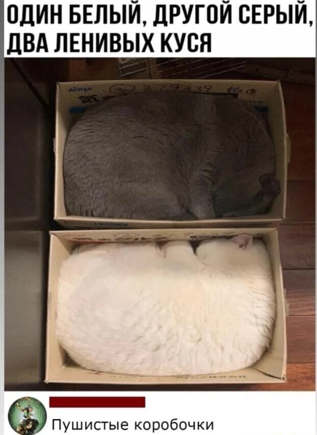 ОДИН БЕЛЫЙ, ДРУГОЙ СЕРЫЙ, ДВА ЛЕНИВЫХ КУСЯ
Пушистые коробочки