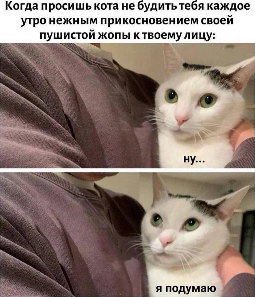 Когда просишь кота не будить тебя каждое утро нежным прикосновением своей пушистой жопы к твоему лицу:
ну...
я подумаю