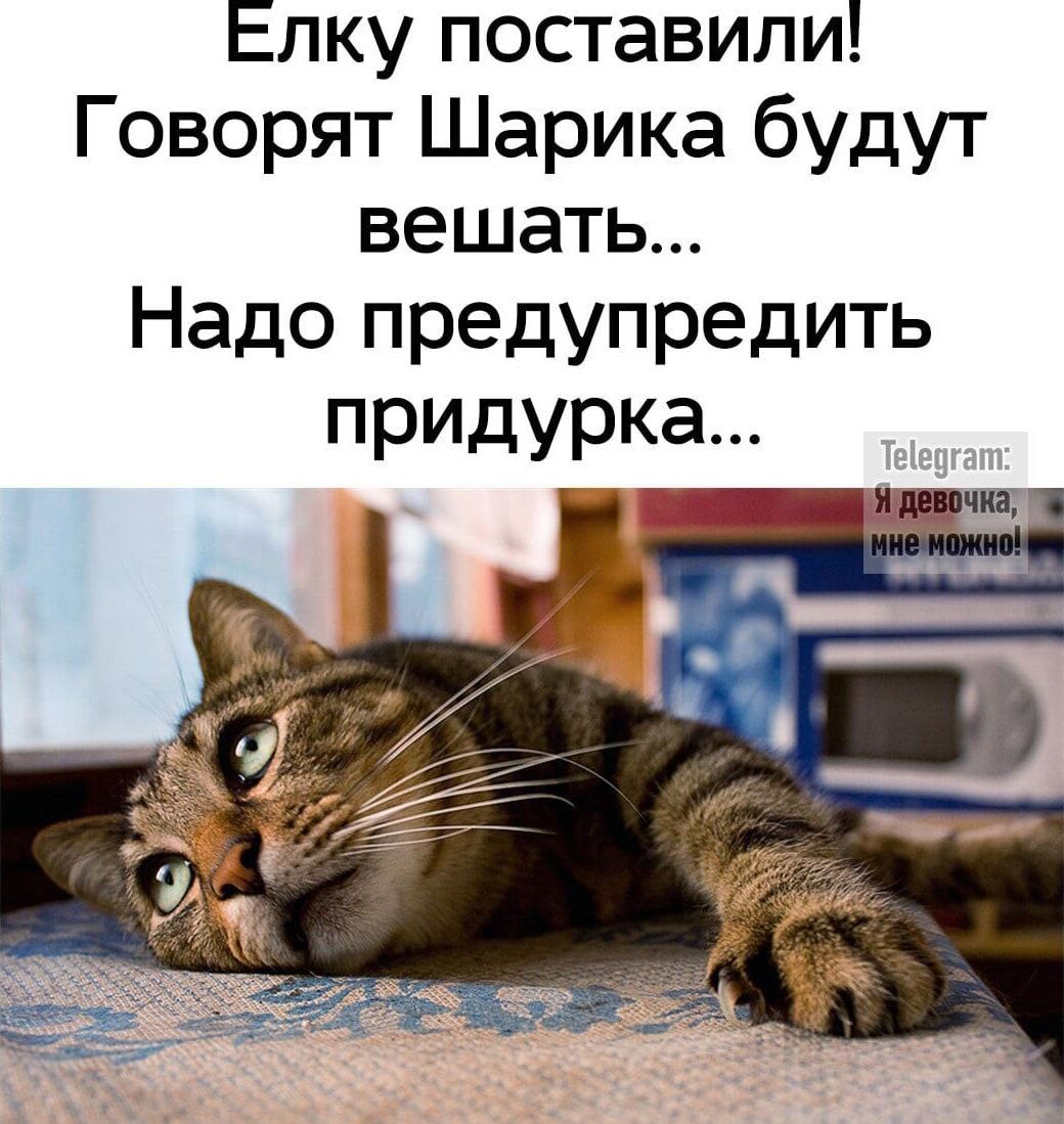 Елку поставили! Говорят Шарика будут вешать... Надо предупредить придурка...