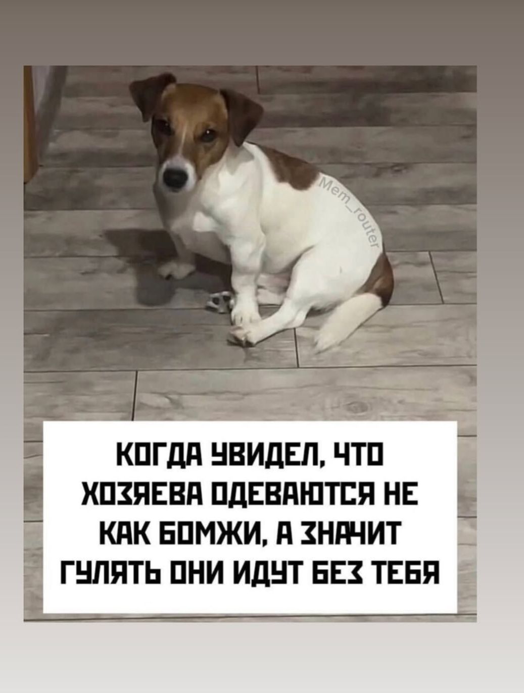 КОГДА УВИДЕЛ, ЧТО ХОЗЯЕВА ОДЕВАЮТСЯ НЕ КАК БОМЖИ, А ЗНАЧИТ ГУЛЯТЬ ОНИ ИДУТ БЕЗ ТЕБЯ