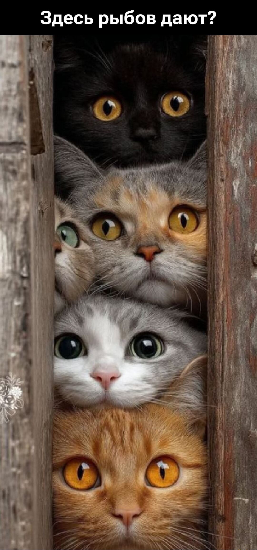 Здесь рыбы дают?