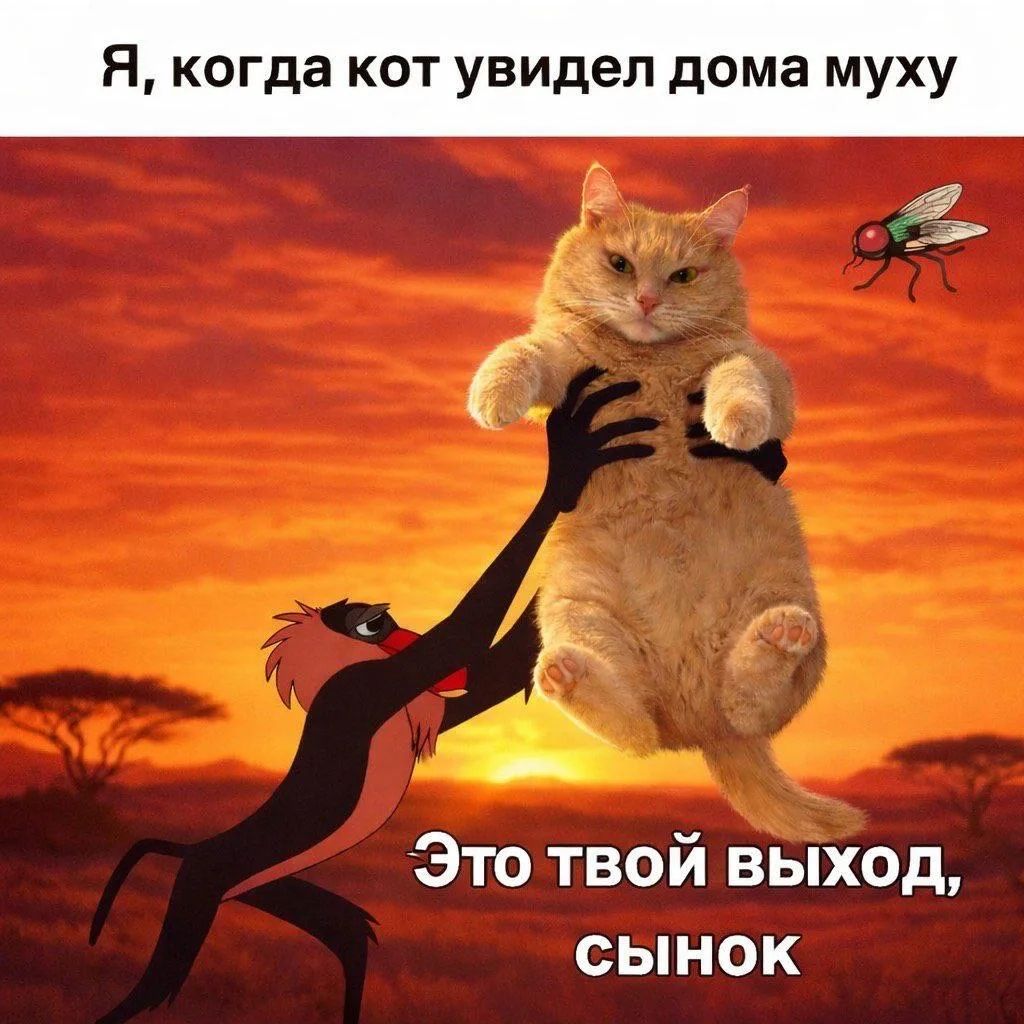 Я, когда кот увидел дома муху. Это твой выход, сынок